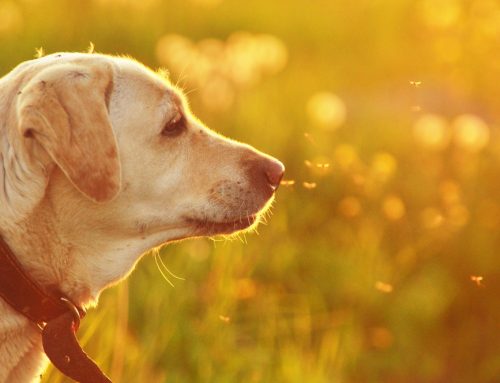 Protecting Your Pet from Parasitic Diseases