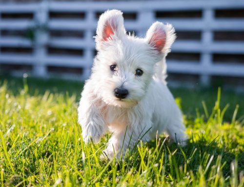 Frequently Asked Questions About Puppy Socialization