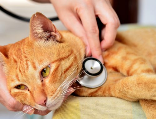 What Pet Owners Should Know About Pyometra