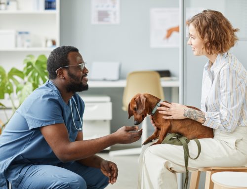 The Importance of a Veterinarian-Client-Patient Relationship