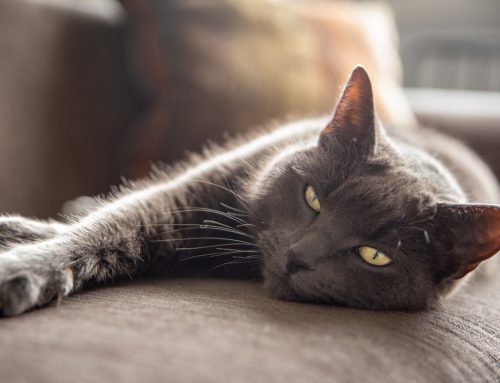 Raising Awareness About Feline Arthritis